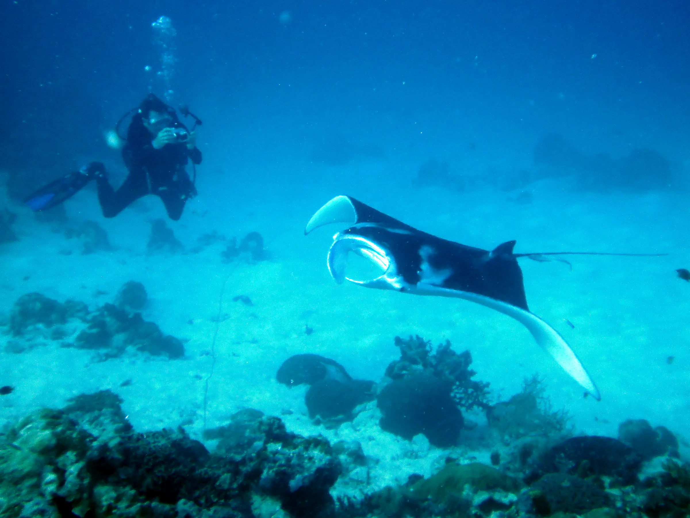 My dive buddy B.R. takes aim at the manta with his camera as it circles the cleaning station at the mouth of the German Channel, Palau. 2011-01-22.