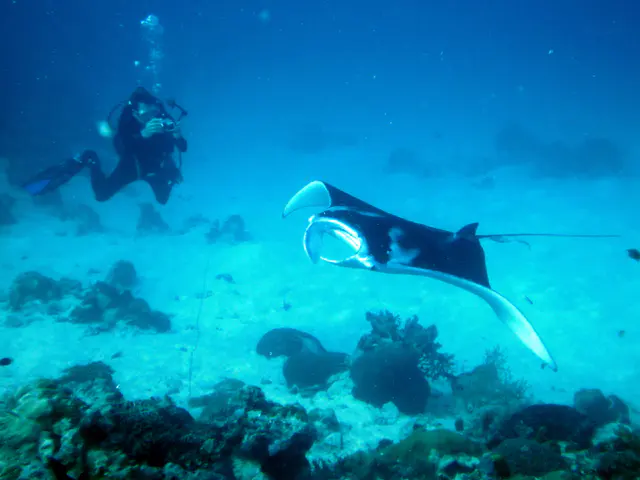 My dive buddy B.R. takes aim at the manta with his camera as it circles the cleaning station at the mouth of the German Channel, Palau.  2011-01-22.
