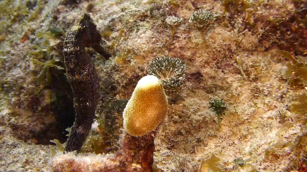 Underwater photograph by Joel Bergsma