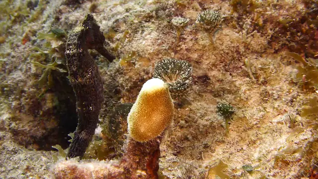 Underwater photograph by Joel Bergsma