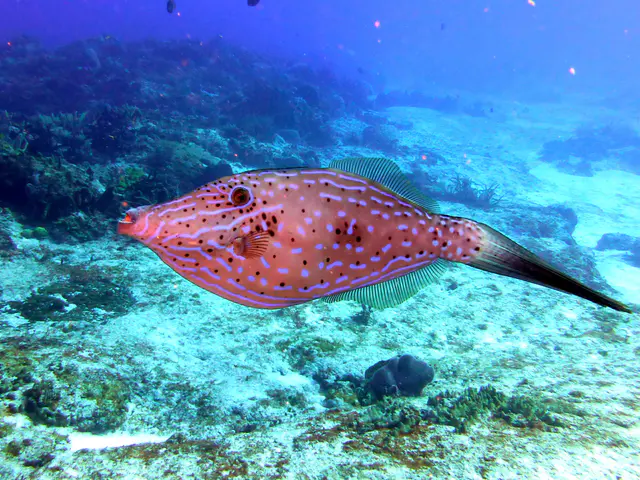 Underwater photograph by Joel Bergsma