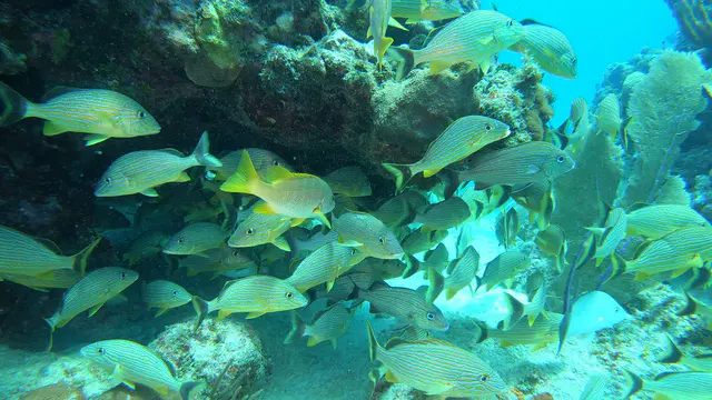 Underwater photograph by Joel Bergsma