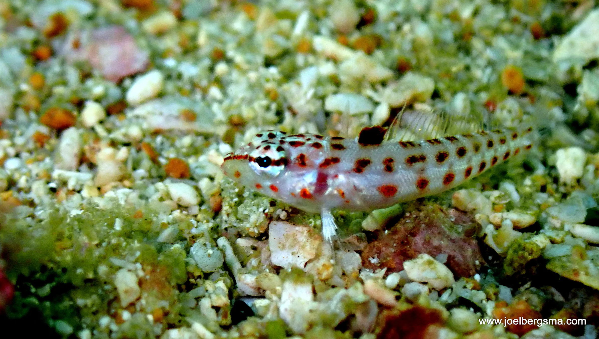 Philippines underwater photograph, 2022