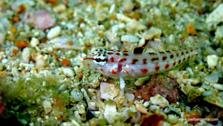 Underwater photograph by Joel Bergsma