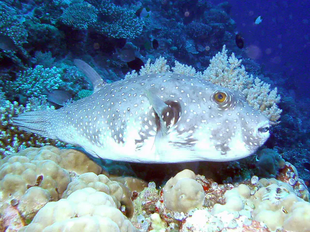 Pufferfish.