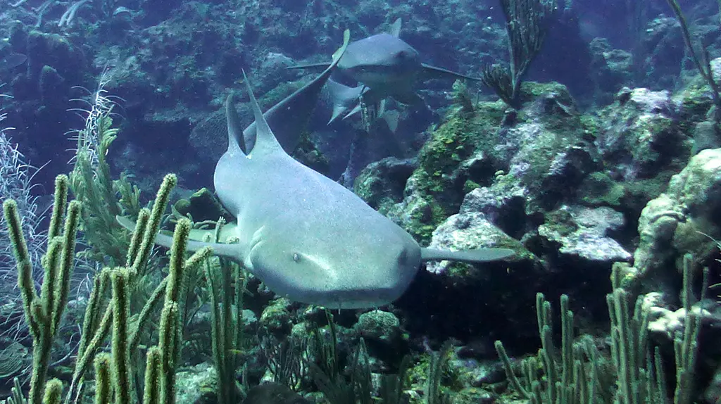 Nurse Shark.