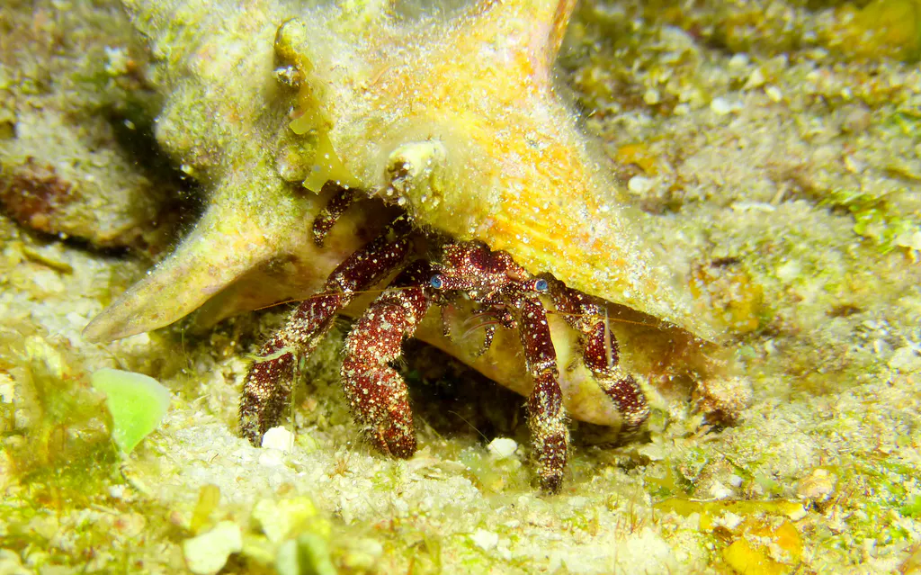 Underwater photograph by Joel Bergsma