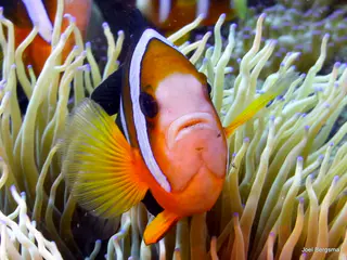 Underwater photograph by Joel Bergsma