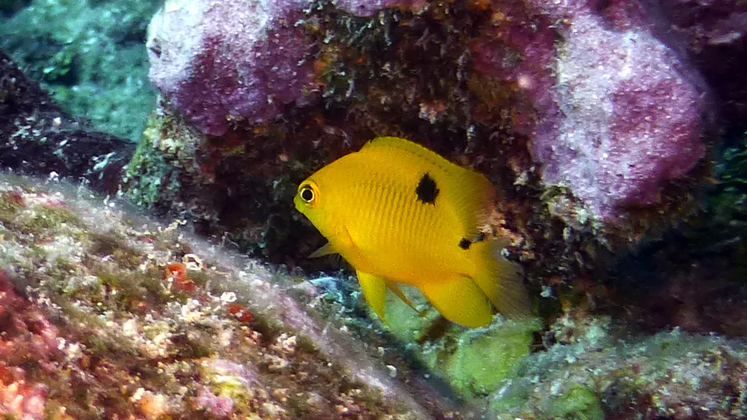 Threespot Damselfish, Belize, 2017