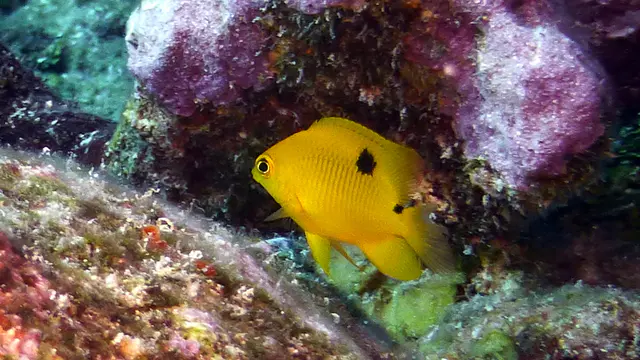 Underwater photograph by Joel Bergsma