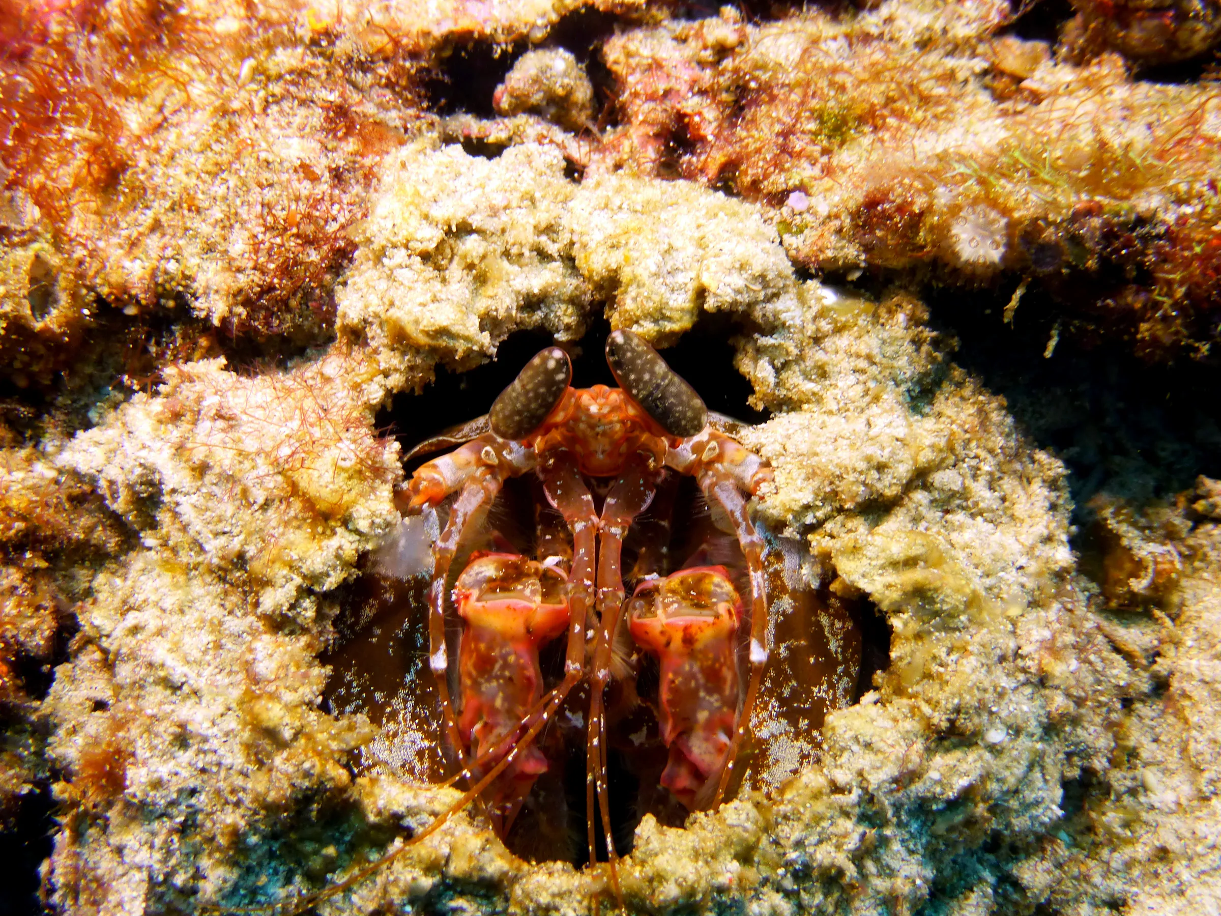 Mantis Shrimp, Philippines, 2014
