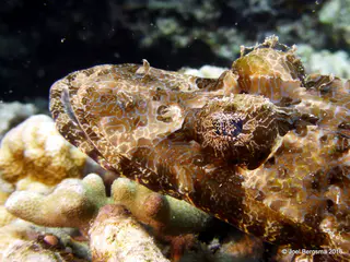 Underwater photograph by Joel Bergsma