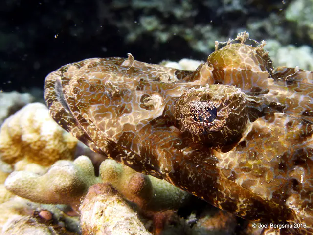 Underwater photograph by Joel Bergsma