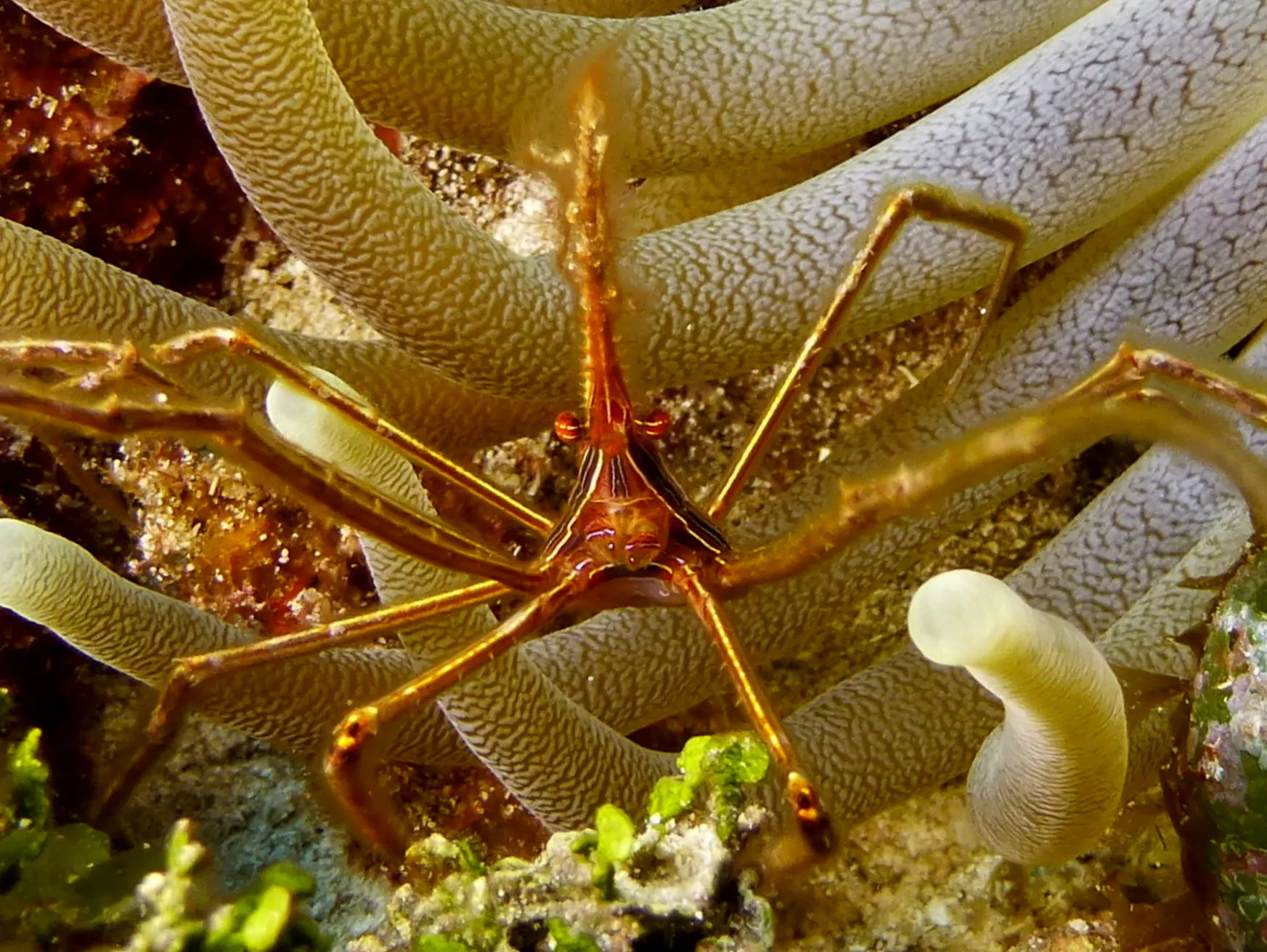 Arrow Crab, Cozumel, 2014