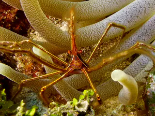 Underwater photograph by Joel Bergsma