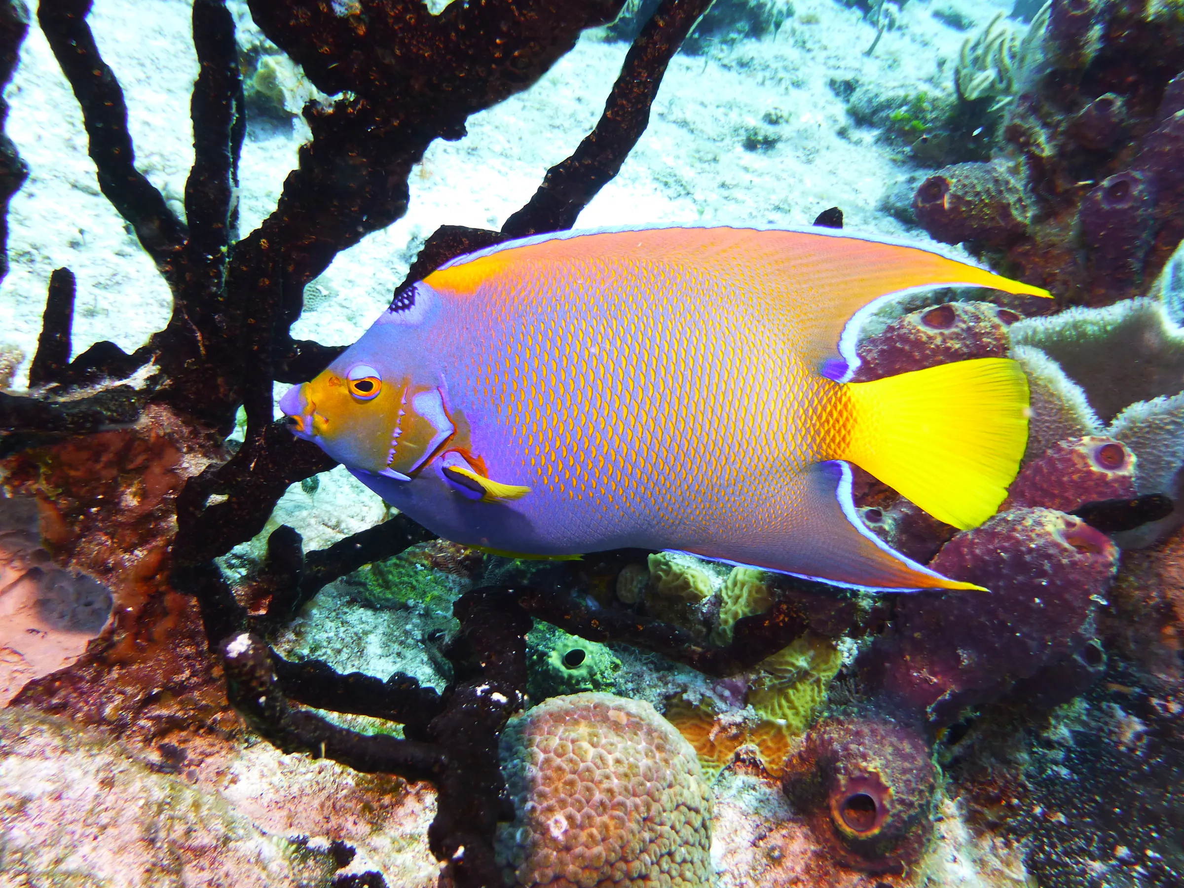 Angelfish, Cozumel, 2013