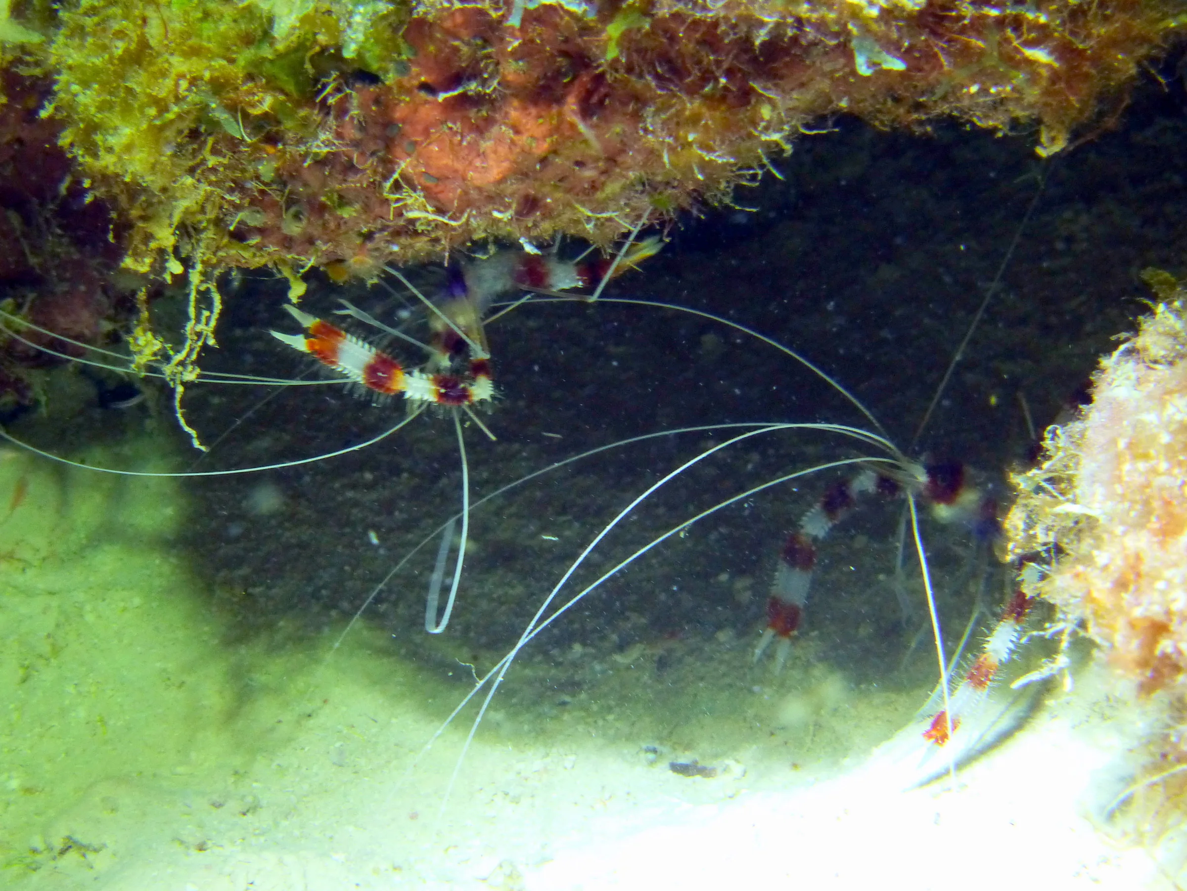 Banded Coral Shrimp, Bonaire, 2013