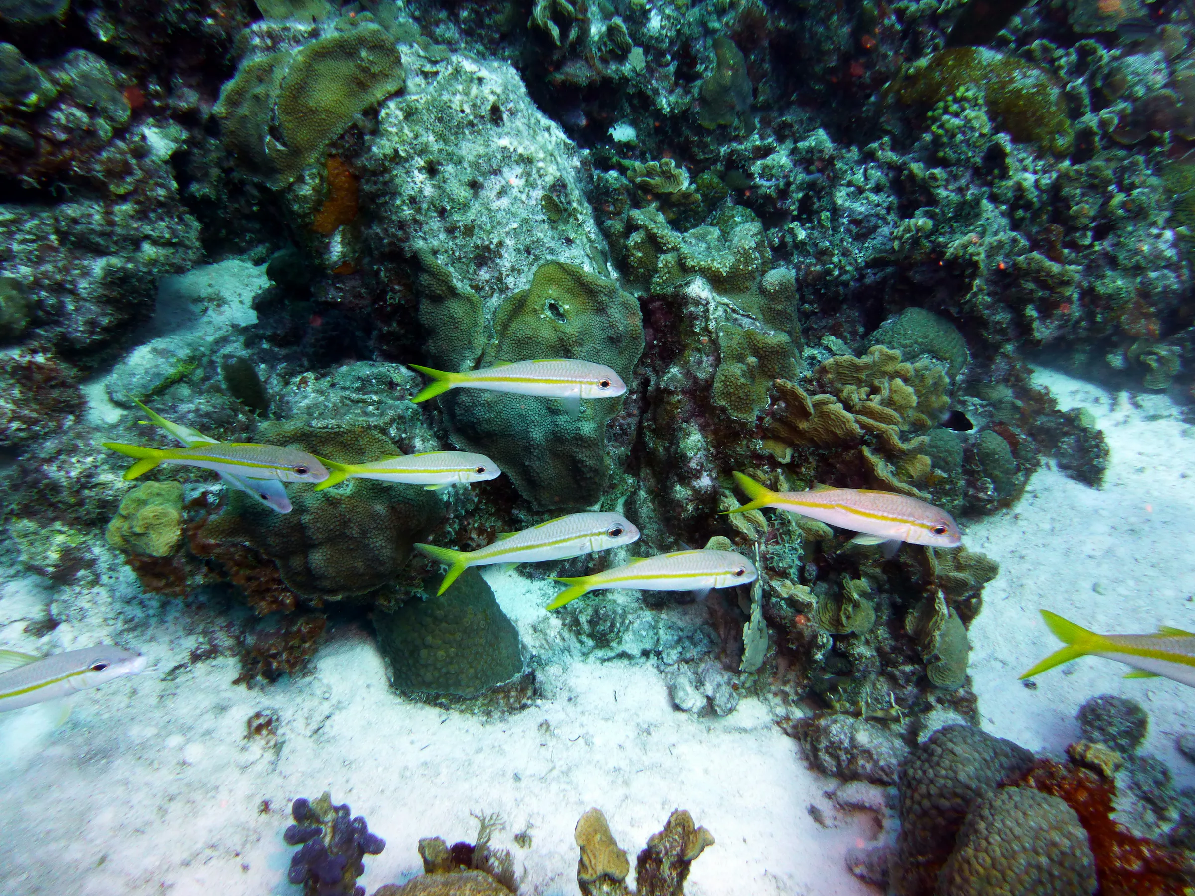 Grunt, Bonaire, 2013