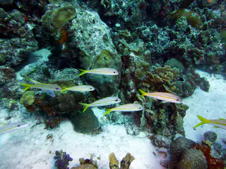 Underwater photograph by Joel Bergsma