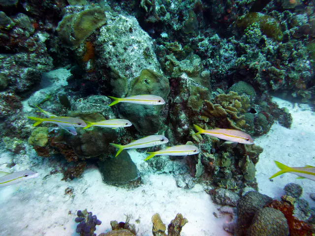 Underwater photograph by Joel Bergsma