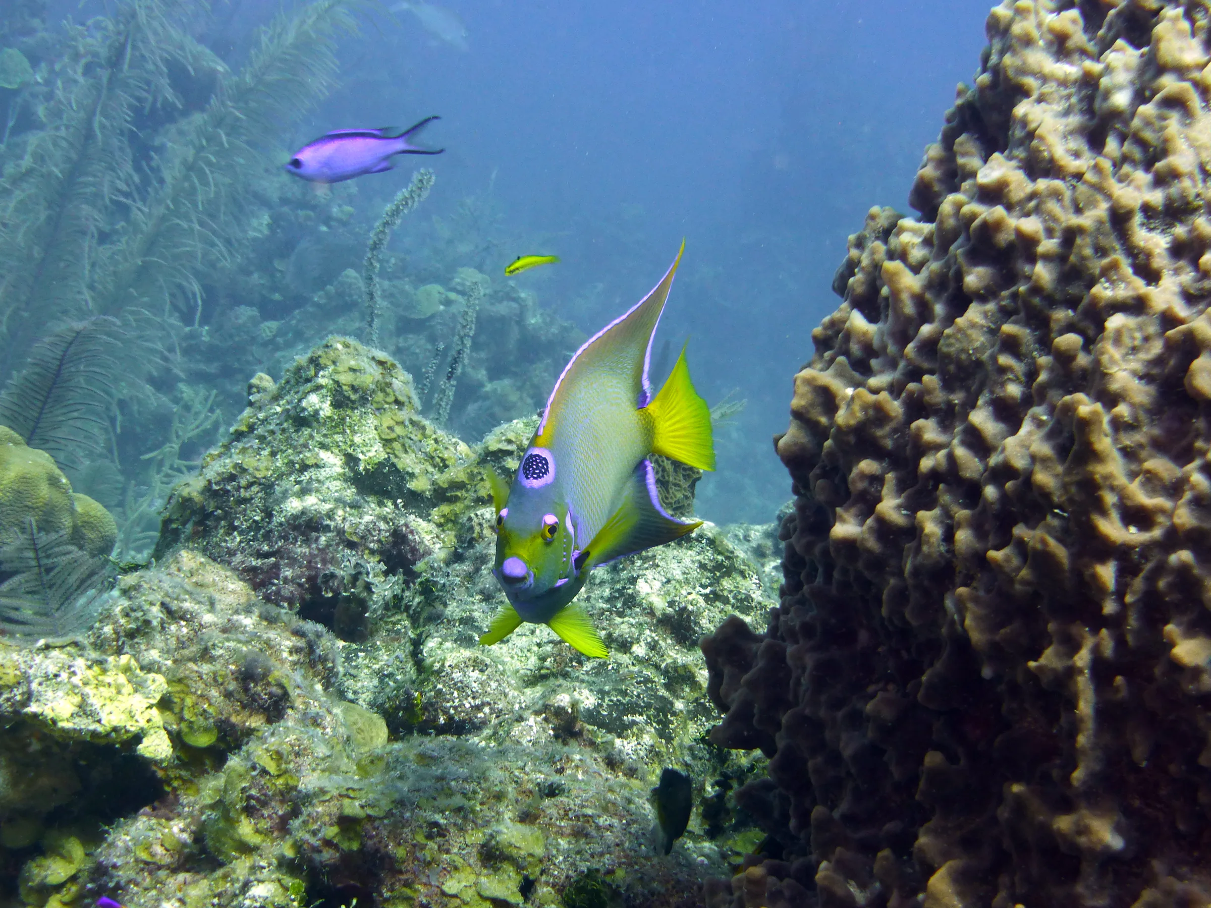 Queen Angelfish, Belize, 2017