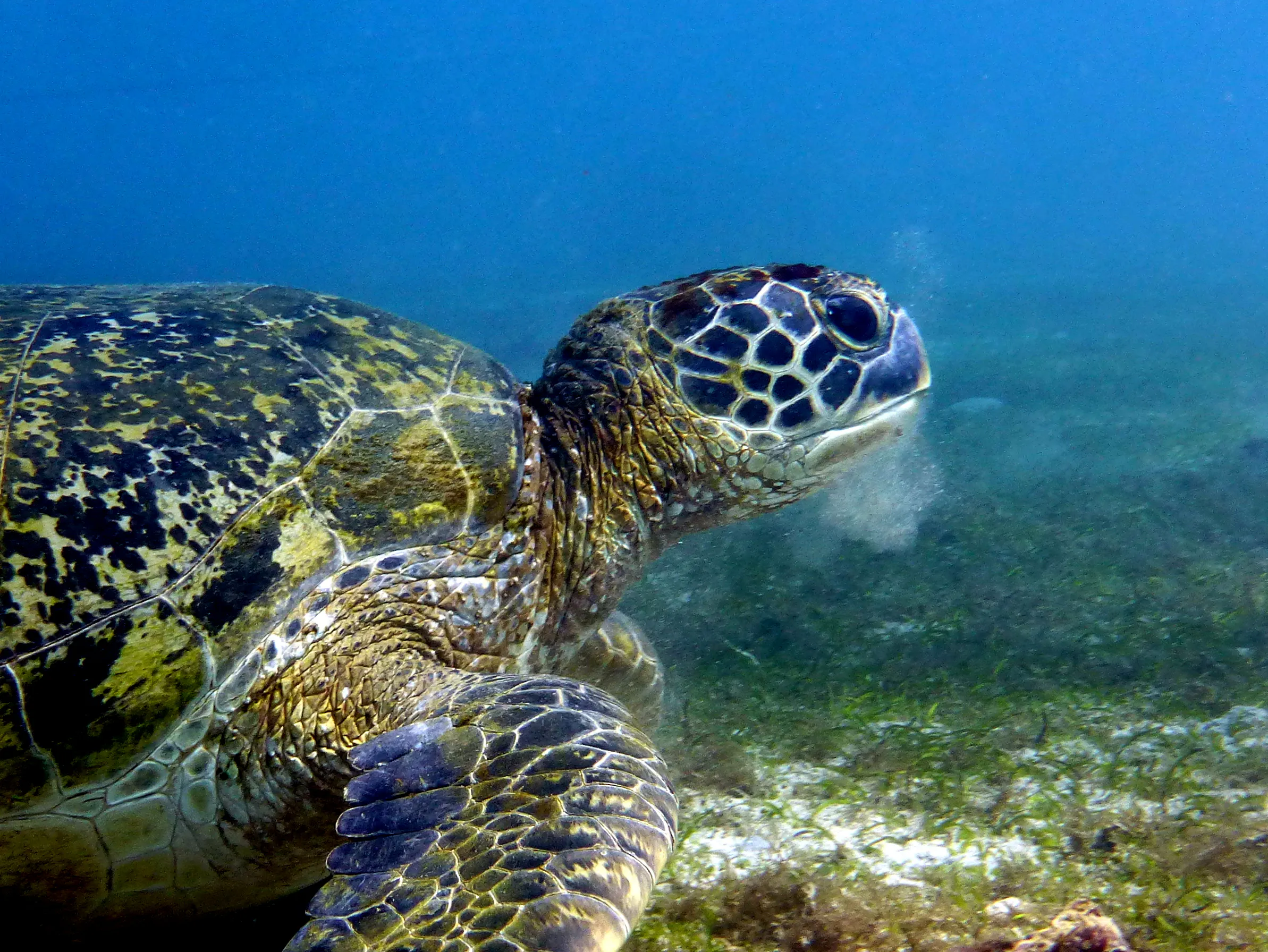 Turtle, Philippines, 2014