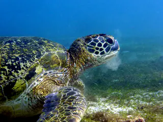 Underwater photograph by Joel Bergsma