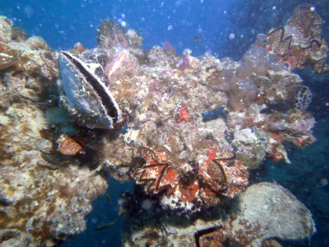 Clams and Oysters growing on the ship's rail on the Main deck of the WWII Wreck Nagisan Maru.