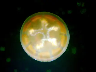 Golden Jellyfish.  The highlighted figure on top looks human.