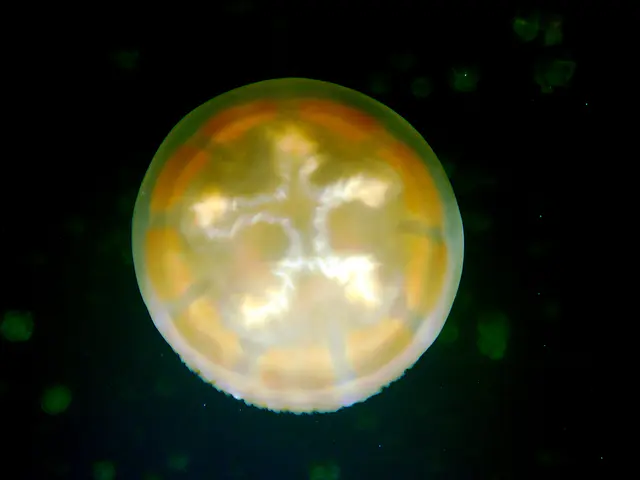 Golden Jellyfish.  The highlighted figure on top looks human.