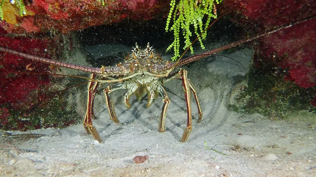 Lobster