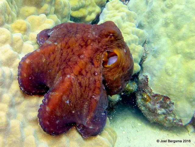 Underwater photograph by Joel Bergsma