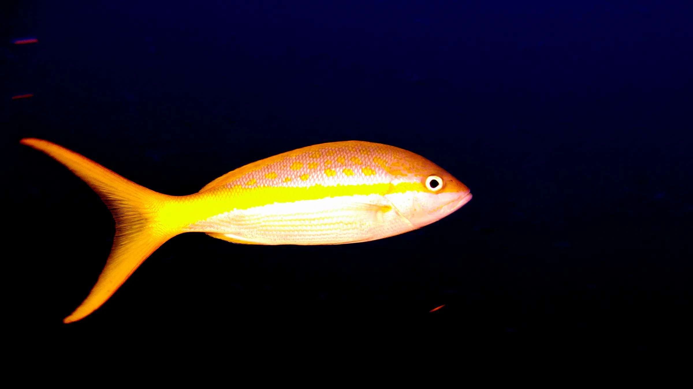 Yellowtail Snapper, Belize, 2017
