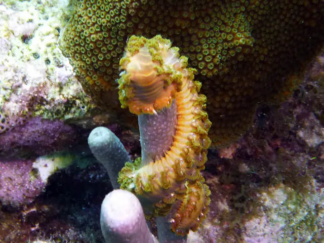 Underwater photograph by Joel Bergsma