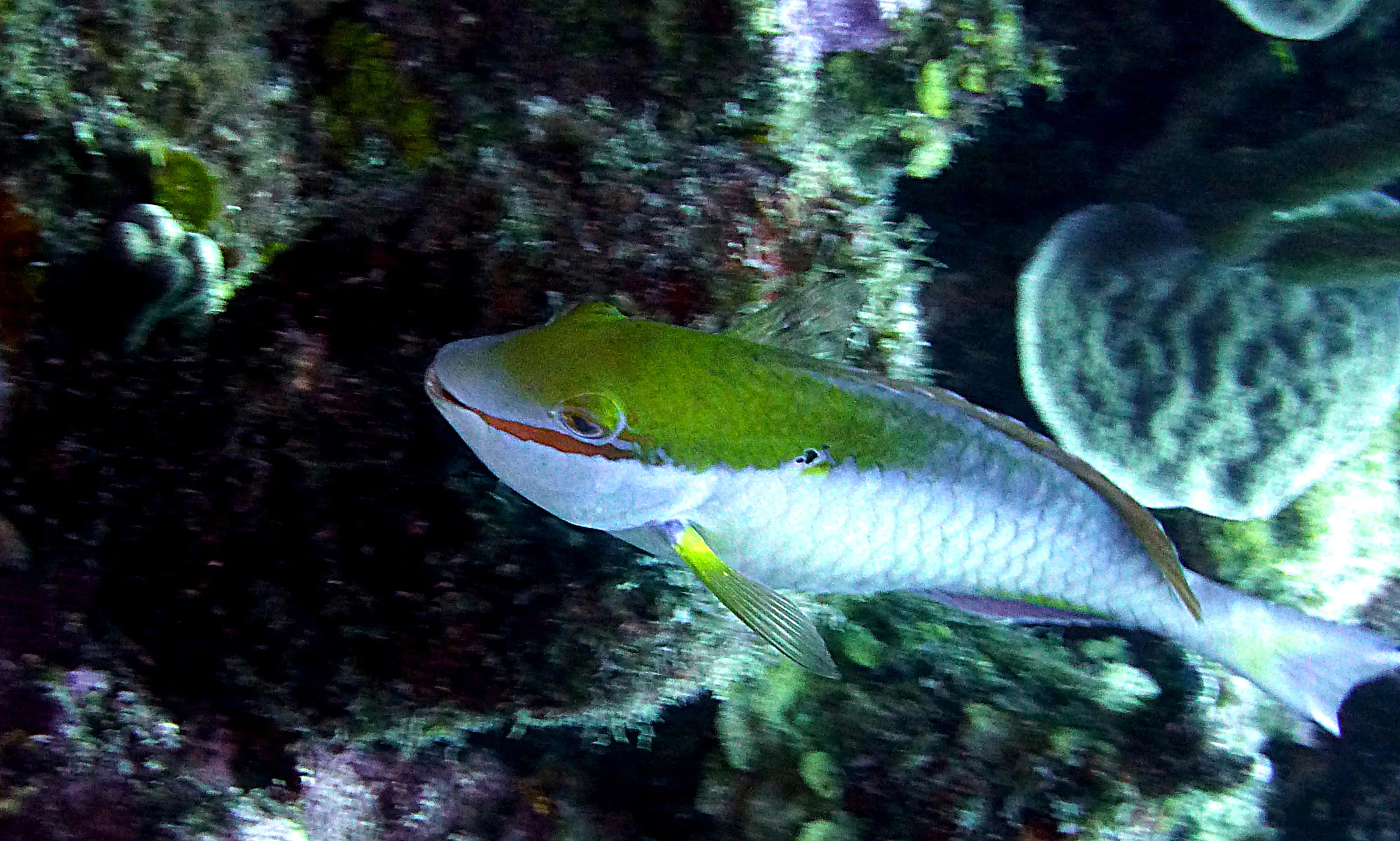 Parrotfish, Belize, 2017