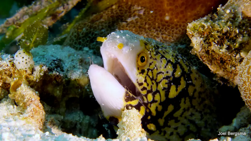 Underwater photograph by Joel Bergsma