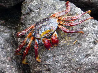 Sally Lightfoot Crab scrambles on lava rock in front of the Lodge on Floreana