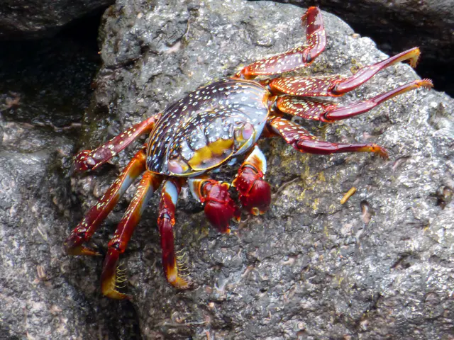 Sally Lightfoot Crab scrambles on lava rock in front of the Lodge on Floreana