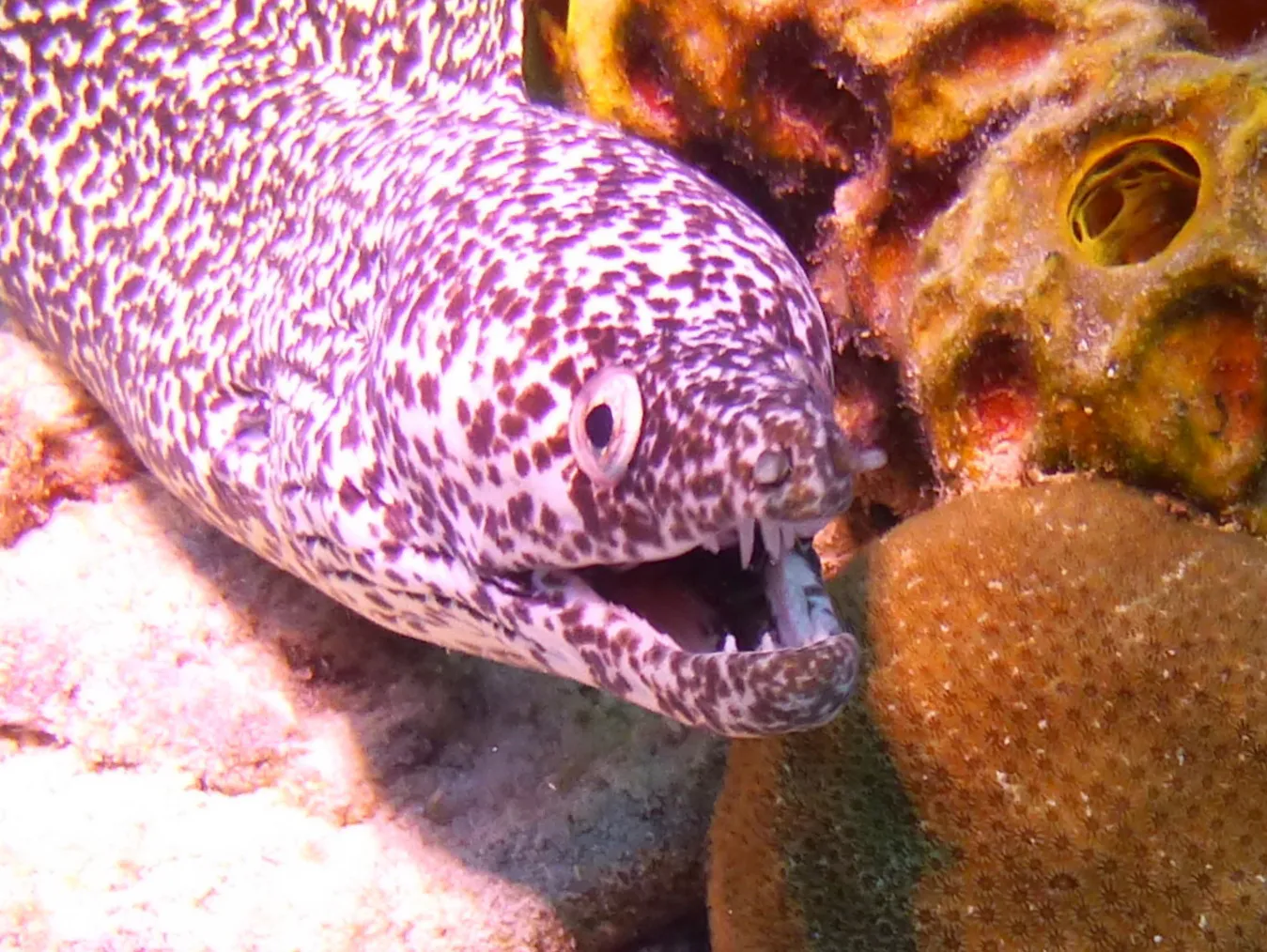 Spotted Moray Eel, Bonaire, 2013