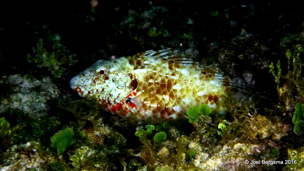 Underwater photograph by Joel Bergsma