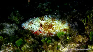 Underwater photograph by Joel Bergsma