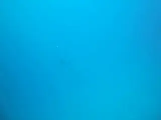 Manta ray at a German Channel cleaning station. 36 second Video.