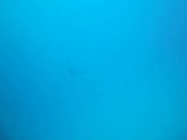 Manta ray at a German Channel cleaning station. 36 second Video.