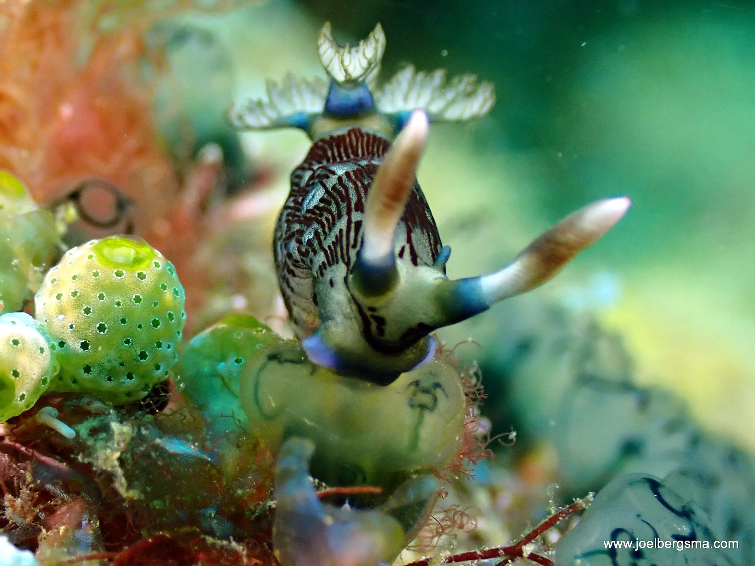 Philippines underwater photograph, 2022