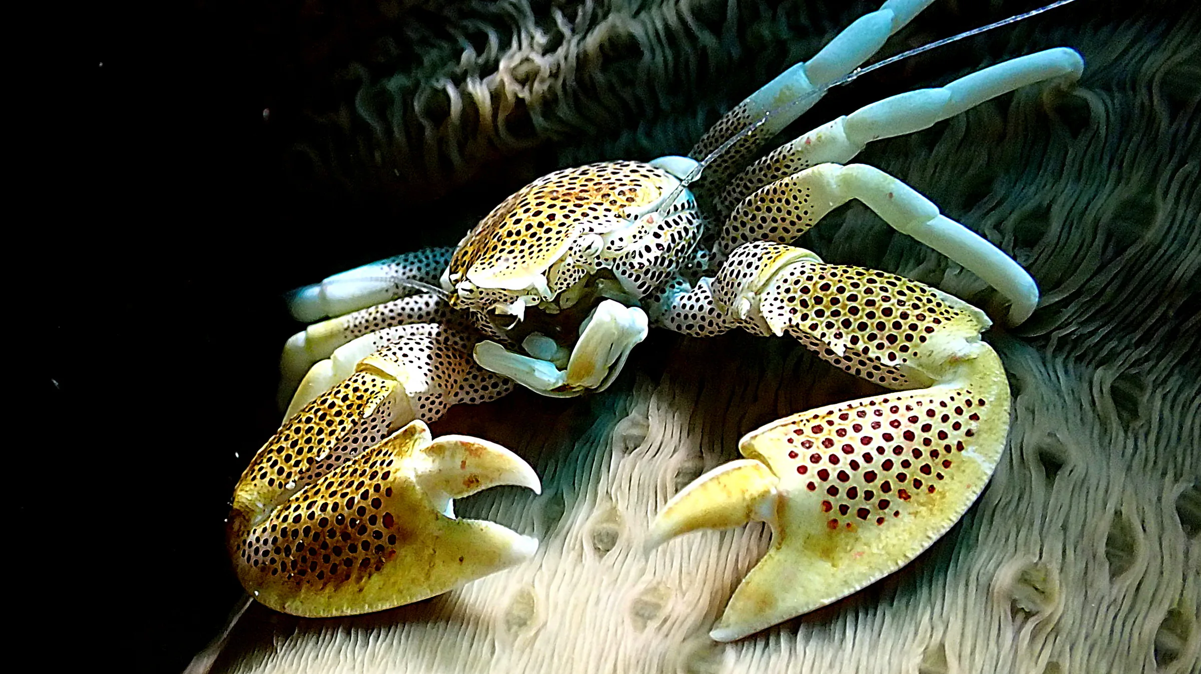 Philippines underwater photograph, 2022