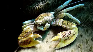 Underwater photograph by Joel Bergsma