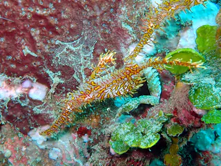 Underwater photograph by Joel Bergsma