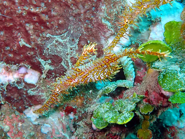 Underwater photograph by Joel Bergsma