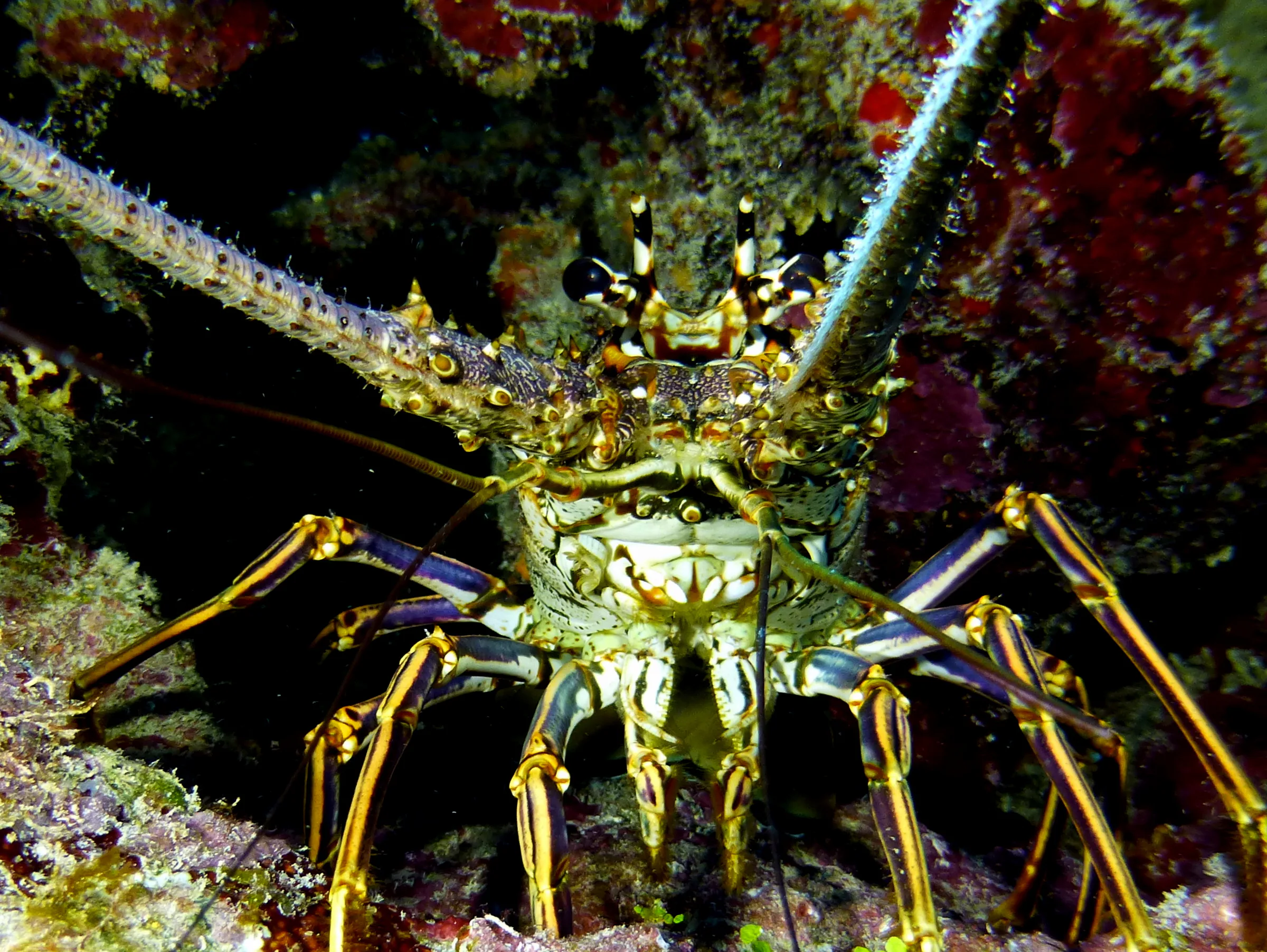 Spiny Lobster, Belize, 2017