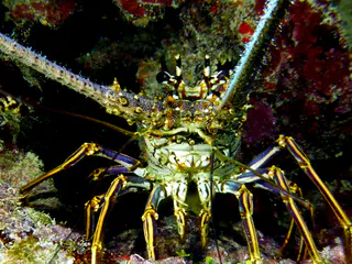 Underwater photograph by Joel Bergsma